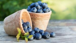 Cómo plantar arándanos en casa ️