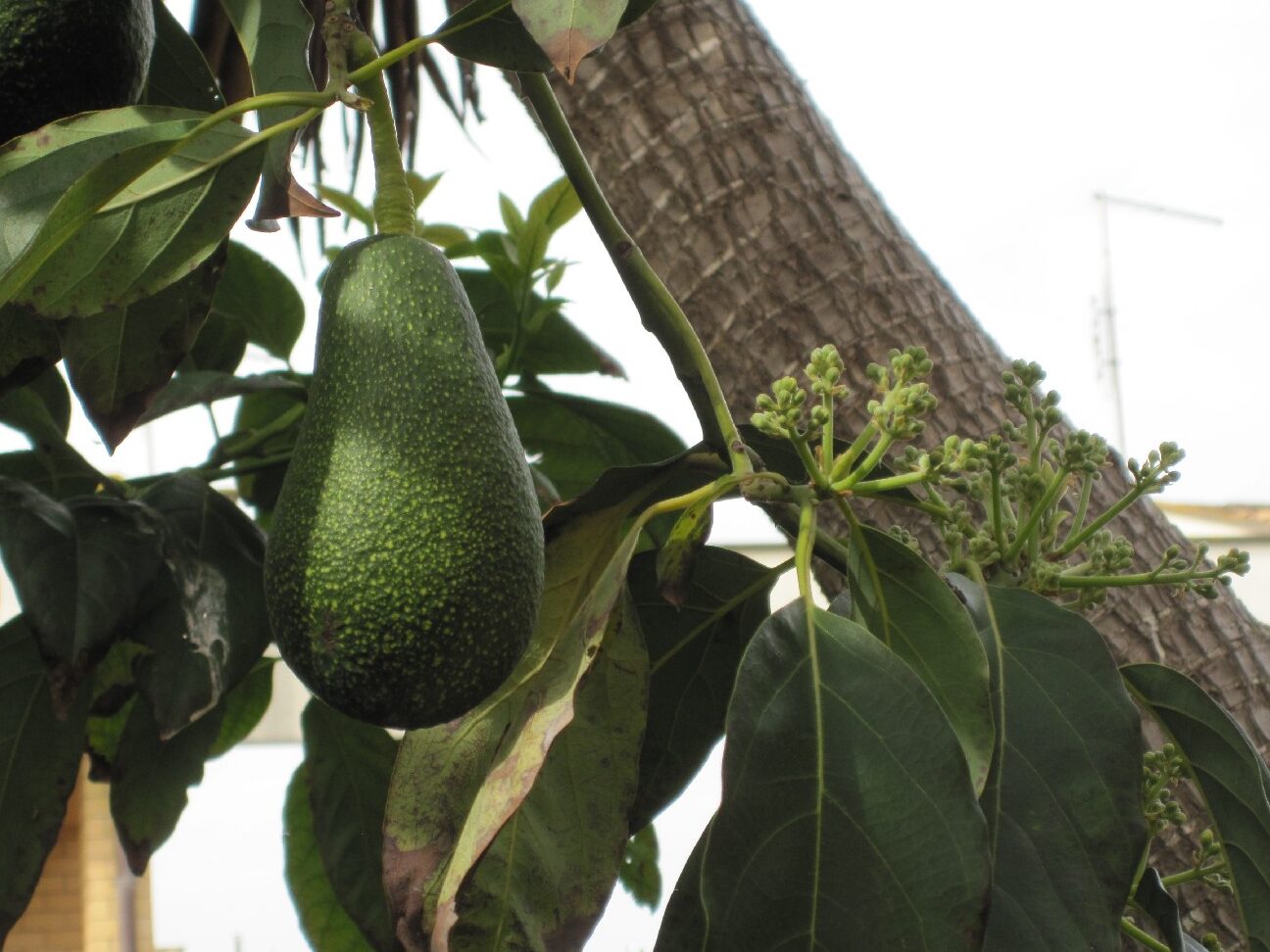 Aguacate con hojas marrones Causas y soluciones ️