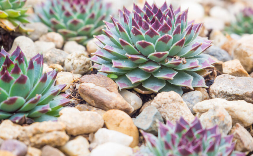 ¿Cómo hacer un jardín de Suculentas? ️