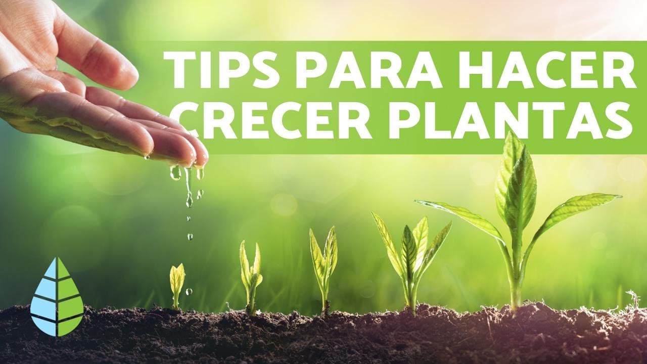 Cómo hacer que las plantas crezcan más rápido ️